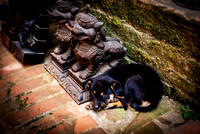 Bhaktapur Pup