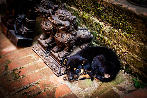 Bhaktapur Pup