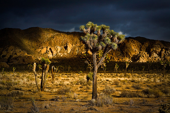 Joshua Tree