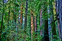 Trees