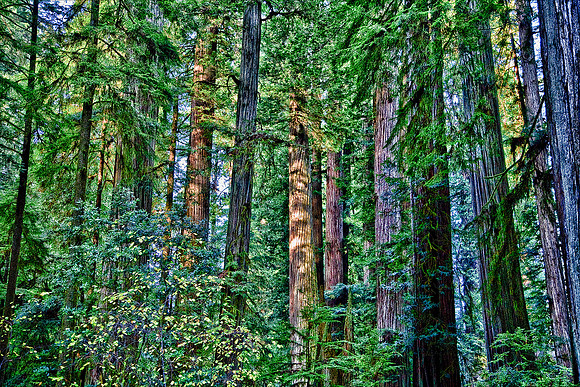 Trees