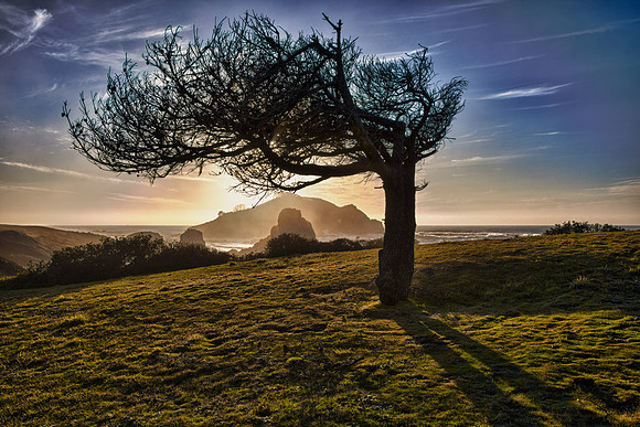 Backlit and Windblown