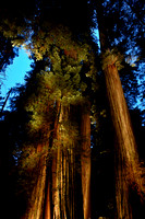 Redwoods Illuminated