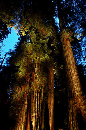Redwoods Illuminated
