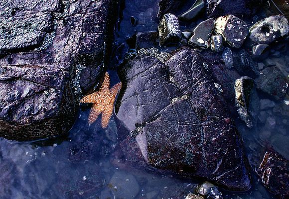 Squished Starfish