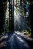 Into the Light