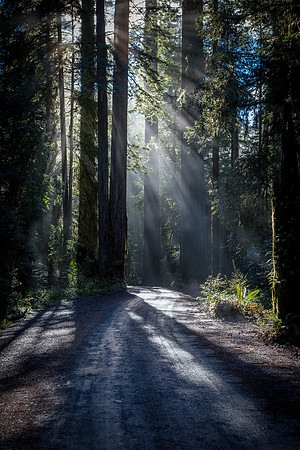 Into the Light