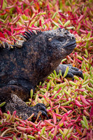 Ecuador and Galapagos-19