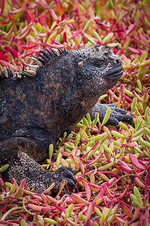 Ecuador and Galapagos-19