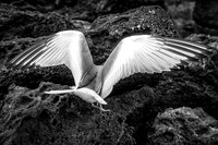 Ecuador and Galapagos-23