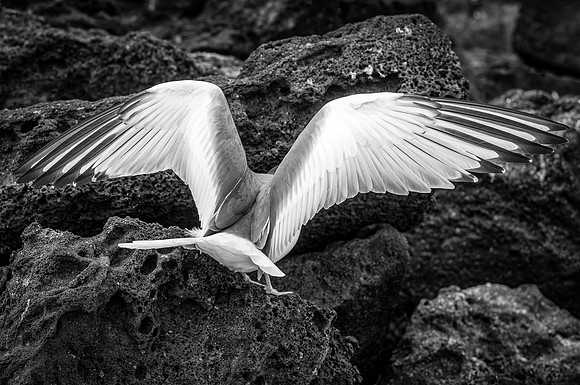 Ecuador and Galapagos-23