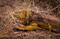 Ecuador and Galapagos-18