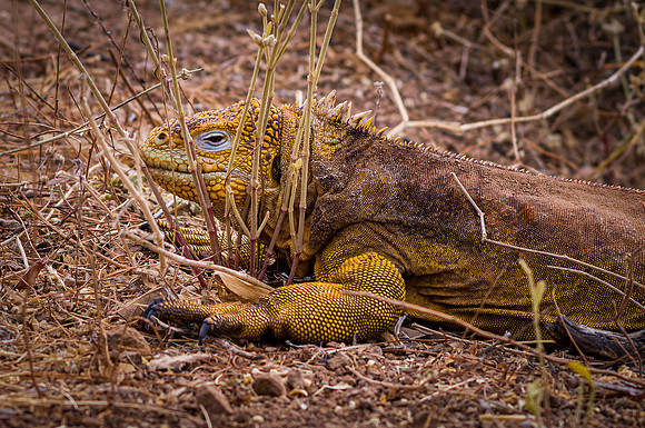 Ecuador and Galapagos-18