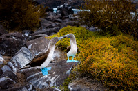 Ecuador and Galapagos-11
