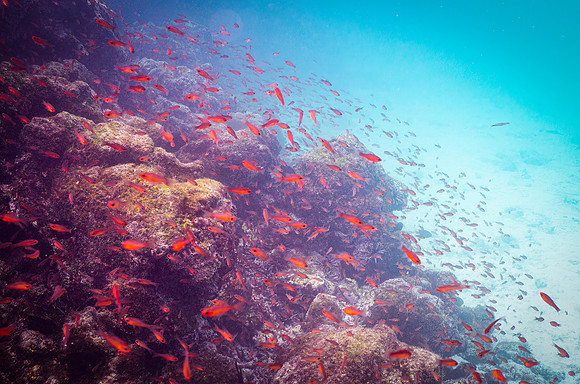 Ecuador and Galapagos-21