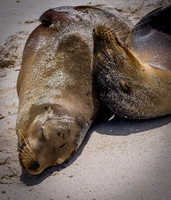 Ecuador and Galapagos-8