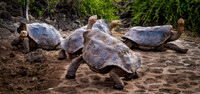 Ecuador and Galapagos-15
