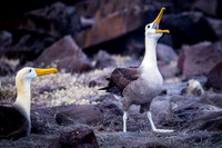 Ecuador and Galapagos-10