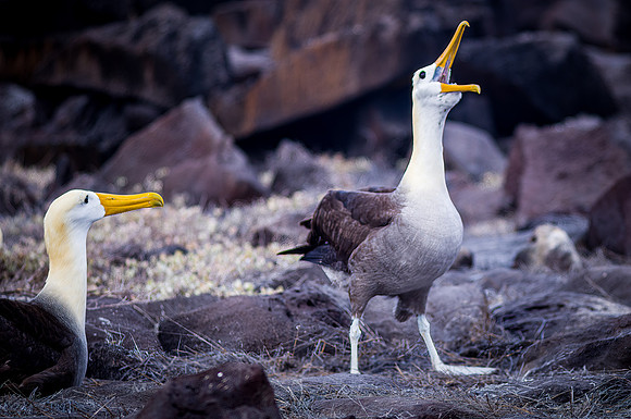 Ecuador and Galapagos-10
