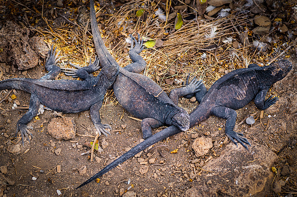 Ecuador and Galapagos-25