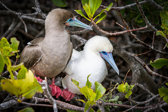 Ecuador and Galapagos-24