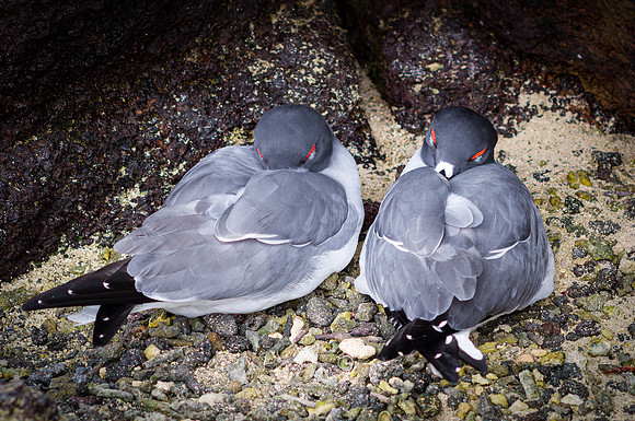 Ecuador and Galapagos-22