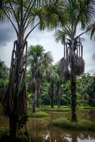 Jungle Oasis