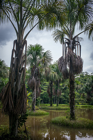Jungle Oasis
