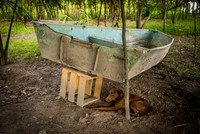 Dog in the Shade