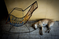 Sleeping dog, Iquitos