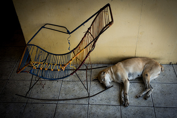 Sleeping dog, Iquitos