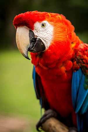 Parrot