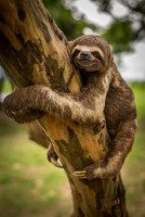 Sloth