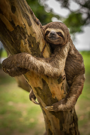 Sloth
