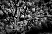 Tangled Tree