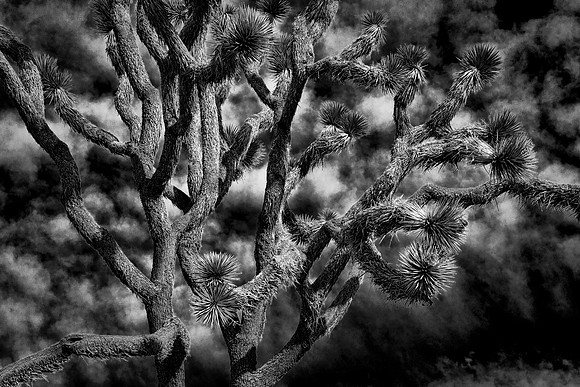 Tangled Tree