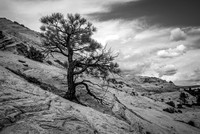 Tree on petrified dunes, southern Utah
