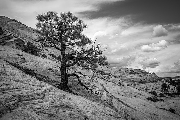Tree on petrified dunes, southern Utah