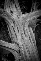Natural  Black and White