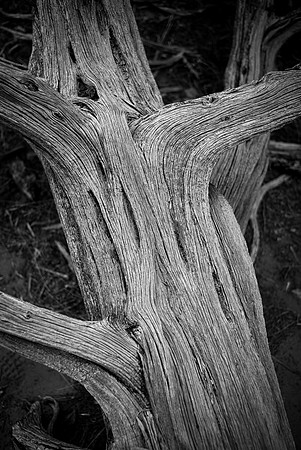 Wood Grain, Colorado National Monument