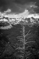 Dead Tree, Rocky Mountain National Park