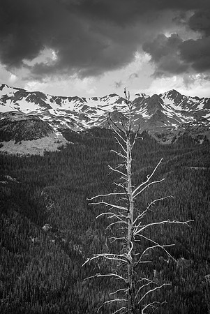 Dead Tree, Rocky Mountain National Park