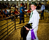Lamb at auction