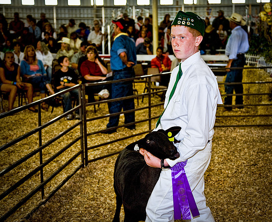 Lamb at auction