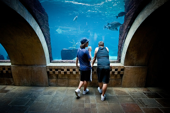 Under the Manta Tank, Atlantis Resort, Bahamas