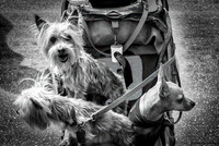 Dogs in Stroller