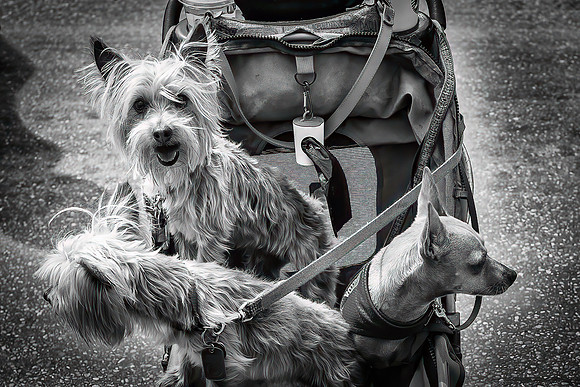 Dogs in Stroller