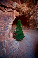 Tree in Navajo Arch