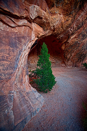 Tree in Navajo Arch