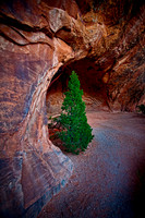 Arch Tree